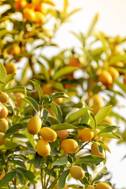 金橘树。农业的形象。图片下载