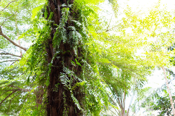 泰国南部茂密的森林图片下载