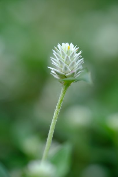 野草花图片下载