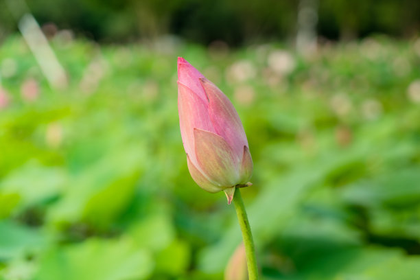 荷花朵朵绿叶背景，荷花特写照片，荷花朵朵，美丽的荷花朵朵图片下载