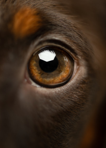 巧克力棕褐色腊肠犬棕色眼睛图片下载