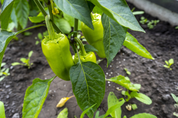 花园里的红辣椒丛的照片图片下载