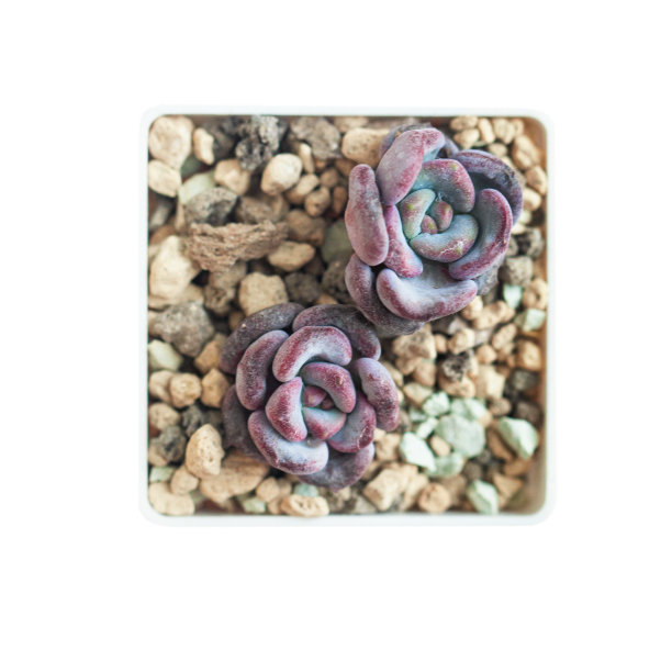 稀有多肉植物组。紫莲花莲座孤立在白色上图片下载