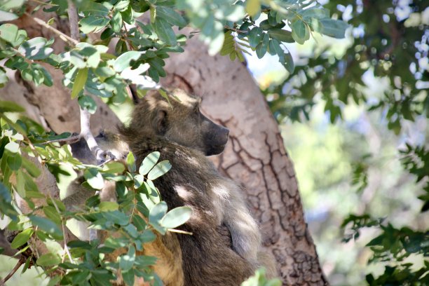 树上的狒狒图片下载