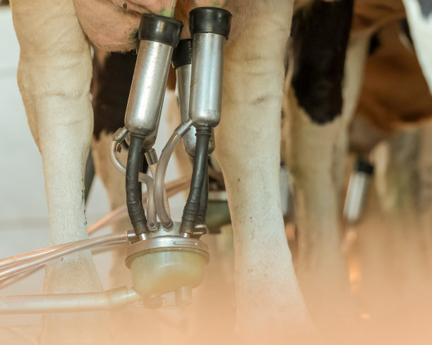 圈养奶牛图片下载