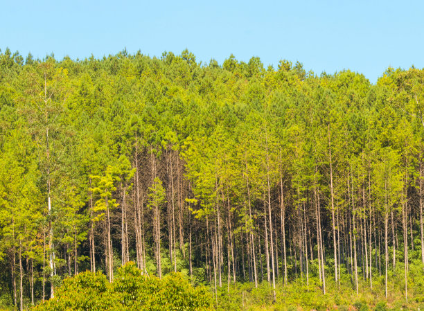 桉树造林图片下载