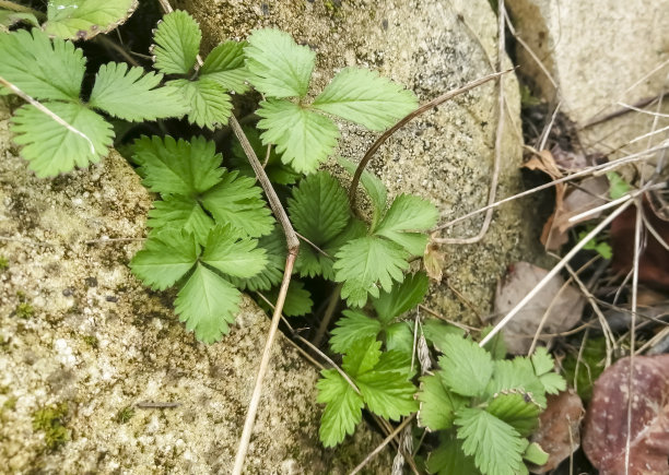 观赏草莓丛。野草莓。装饰草莓被编织在砖块上。图片下载