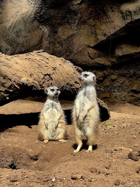 两只猫鼬用后腿站立图片下载