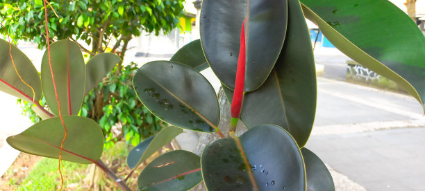 花园中孤立的无花果树或弹力榕图片下载