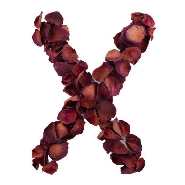 字母X来自干红色玫瑰花瓣，孤立在白色背景上。自然排版，英文字母。玫瑰花瓣的设计元素图片下载