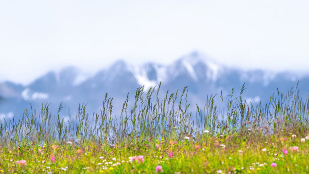 意大利阿尔卑斯山的奥特勒山图片下载