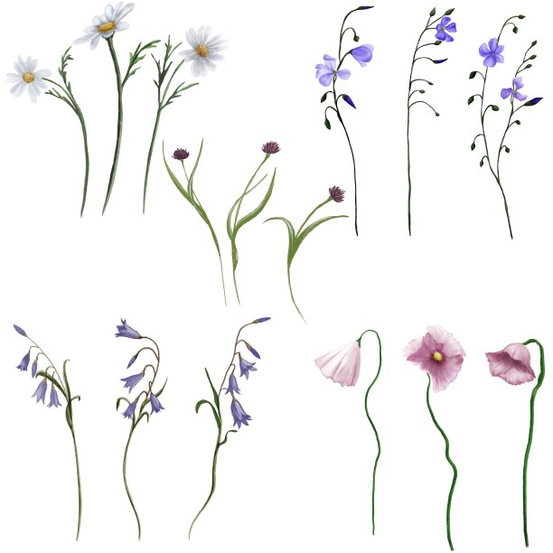 野花、野草图片下载