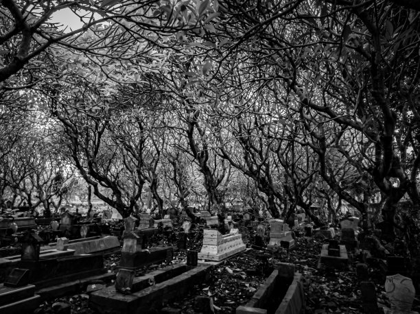 墓地里的墓碑被阴森的枯树包围着。黑白色调。黑白颜色图片下载