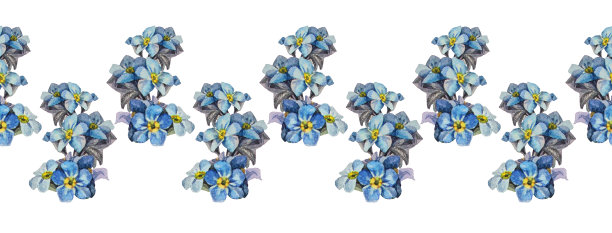 无缝边缘与水彩勿忘我-不在白色背景。春夏花作贴纸或写生本和卡片。壁纸或包装的手绘边框。复古浪漫元素图片下载