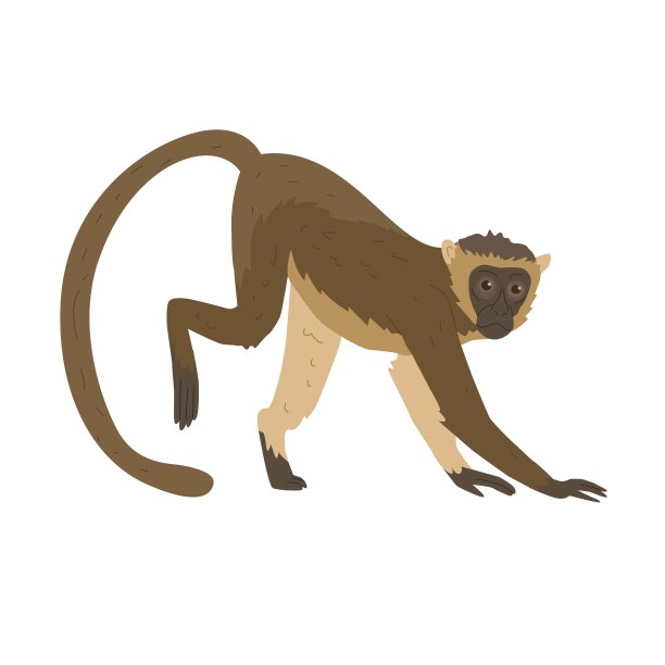 猕猴是绒猴科灵长类动物的一个属。亚洲的动物。自然保护区、动物园和儿童教育用具的图片。矢量插图。孤立的对象。图片下载