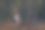 一头长发，脸上涂着女巫服装的年轻女子在森林里施咒图片下载