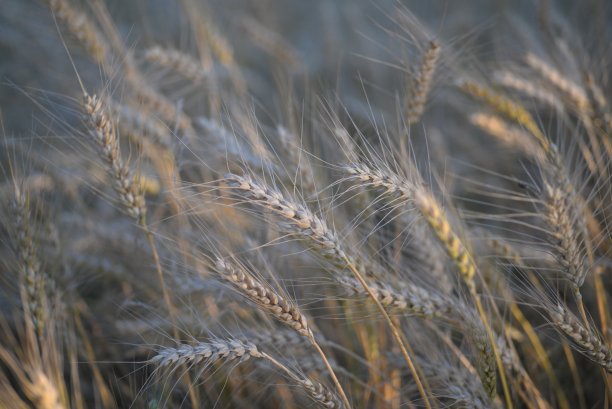背景田里成熟的金黄色小穗小麦带着小胡子，小穗渐变纹理，乌克兰农田，金色，特写对称照片，面粉图片下载
