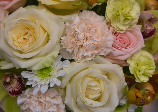 一束美丽的花作为艺术家的背景图片下载