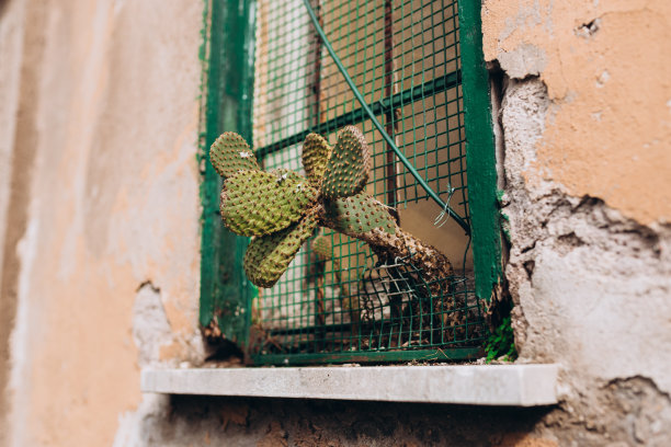意大利一所房子窗户上的豪华仙人掌。生命中许多事物的象征。坚持、决心、生存、希望、韧性、力量、胜利、自然之力等等。图片下载