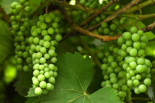 一串小葡萄。高分辨率照片。图片下载