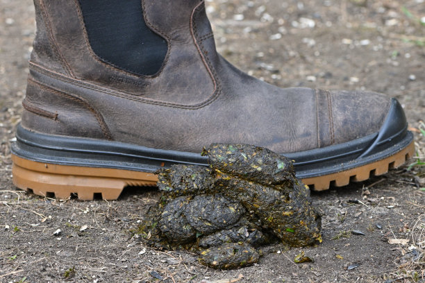 熊屎和靴子图片下载