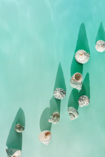 极简的夏日平面布局，阳光下贝壳的抽象背景，唯美的单色静物蓝绿色，暑假概念，顶视图自然贝壳与阴影，复制空间图片下载