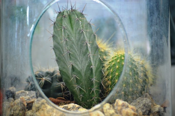 仙人掌静物图片下载