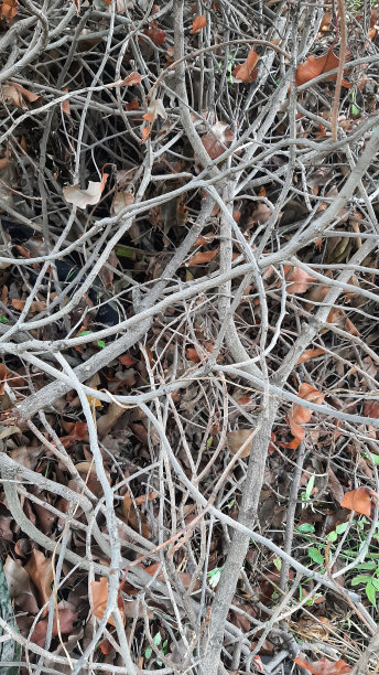 干树枝图片下载