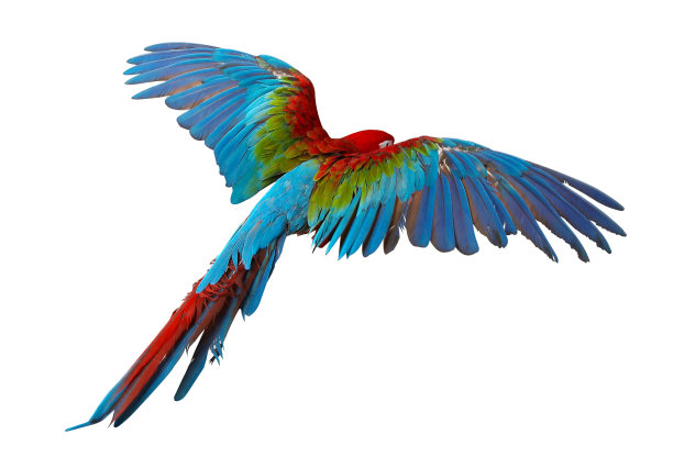 白底鹦鹉图片下载