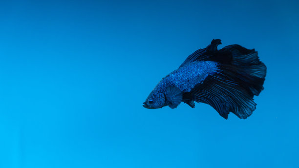 蓝色背景上孤立的战斗鱼。图片下载