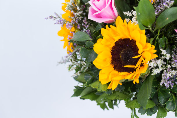 许多种类的花都被拍得很清楚图片下载