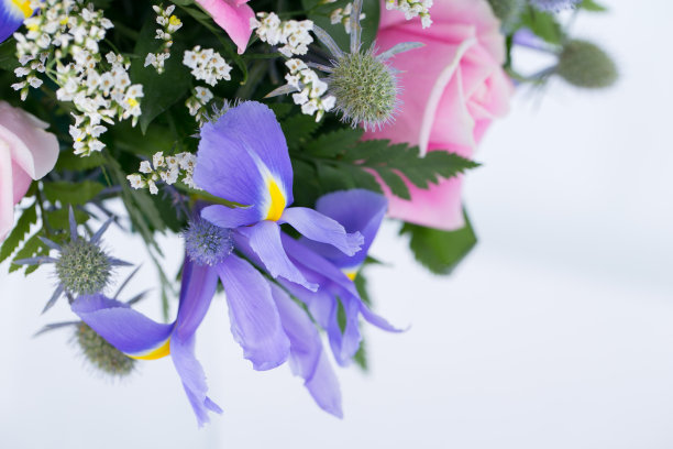 许多种类的花都被拍得很清楚图片下载