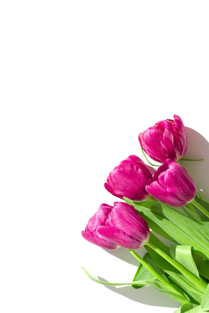 美丽的郁金香花束特写在白色背景与阴影。春季花卉和贺卡主题。自然的概念。最小的风格图片下载