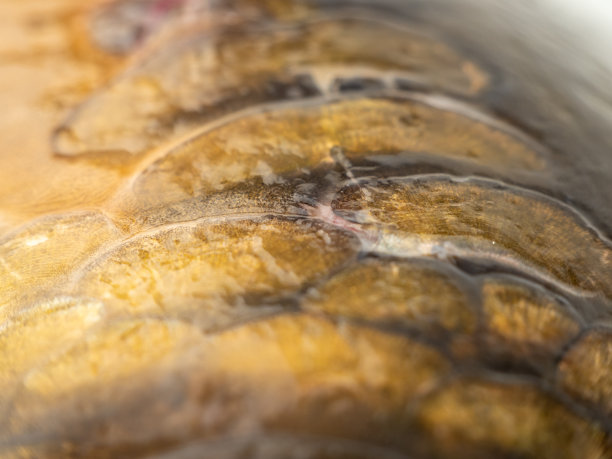 鱼鳞纹理，鱼鳞背景。鲤鱼的皮肤。图片下载