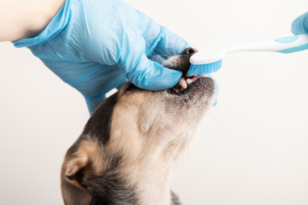 狗狗牙齿清洁，在家里用牙刷和宠物牙膏手刷小狗的牙齿图片下载