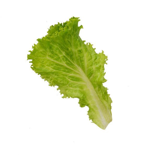 新鲜生菜，分离出蔬菜元素图片下载