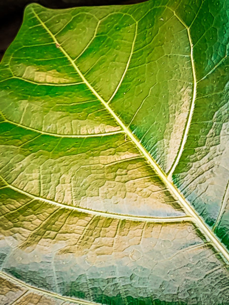 叶结构图片下载