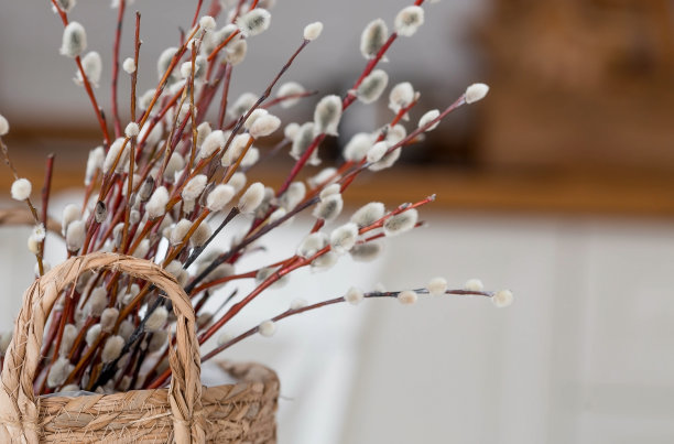 为东正教节日棕枝主日准备的一束柳枝。柳树特写。图片下载