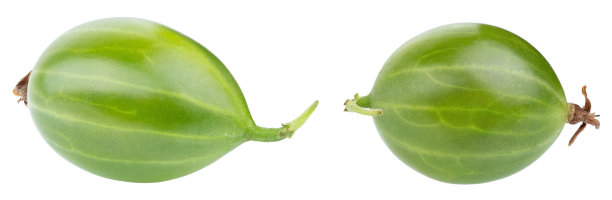 白色背景上孤立的醋栗。绿色的夏季浆果。新鲜成熟的醋栗。图片下载