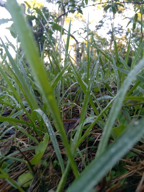 晨露的魔力图片下载