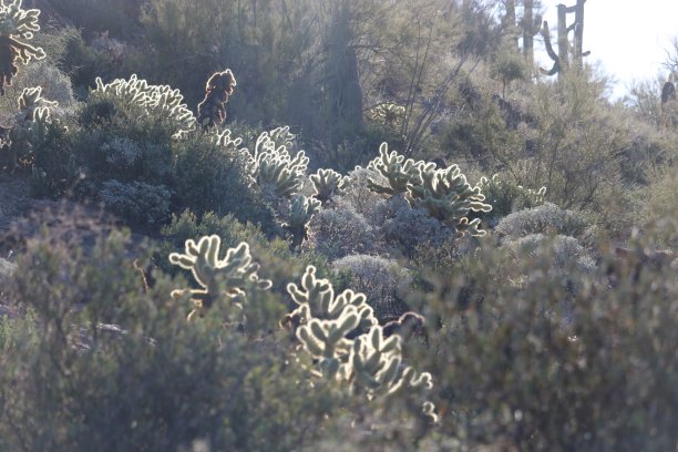 仙人掌地图片下载