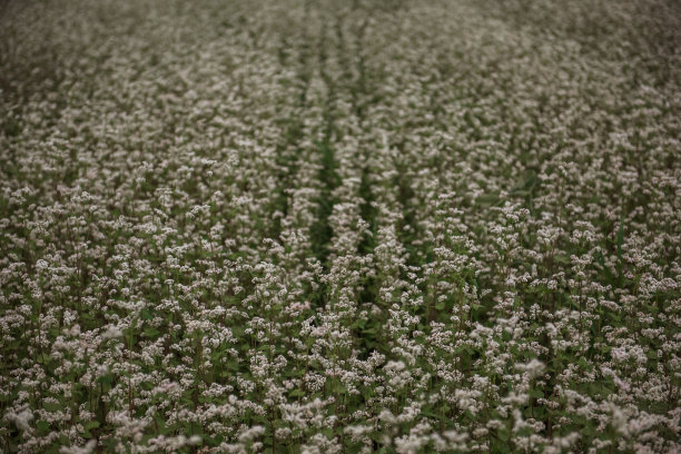 白色开花荞麦绿色田野的植物学图案。自然景观背景。图片下载