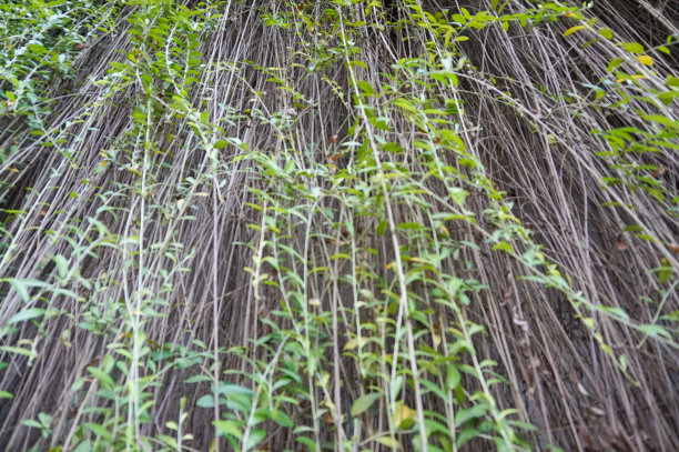 少叶藤图片下载