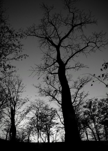 黑白相间的大树图片下载