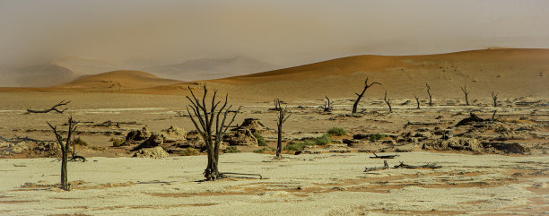 Namib- Naukluft国家公园Sossusvlei的死树。图片下载