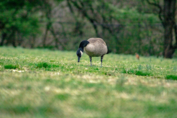 公园里的鸟图片下载