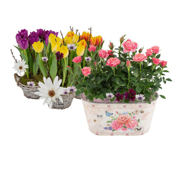 美丽的夏日花朵在花盆中剪出孤立的白色背景有修剪路径图片下载