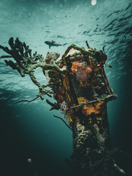 奥斯汀·史密斯号的残骸，背景是一条加勒比礁鲨(Carcharhinus perezi)，摄于巴哈马的埃克苏马礁图片下载