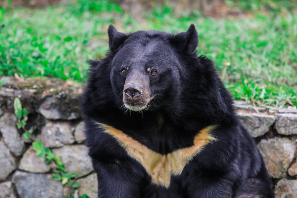 热带雨林中亚洲白胸黑熊的肖像图片下载