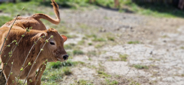 自由放养的小腿图片下载